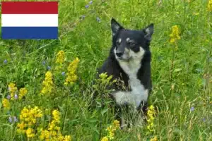 Lees meer over het artikel Lapse rendierhonden fokkers en pups in Nederland