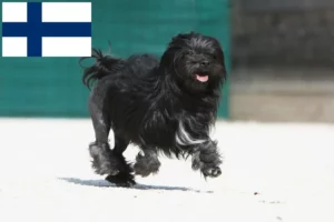 Lees meer over het artikel Löwchen fokkers en pups in Finland