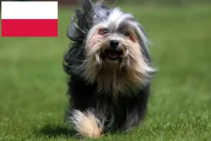 Lees meer over het artikel Löwchen fokkers en pups in Polen