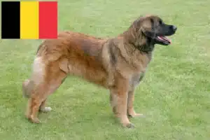 Lees meer over het artikel Leonberger fokkers en pups in België
