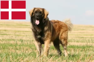Lees meer over het artikel Leonberger fokkers en pups in Denemarken