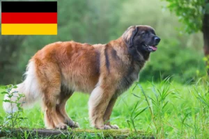 Lees meer over het artikel Leonberger fokkers en pups in Duitsland