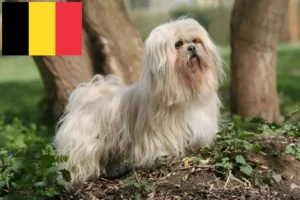 Lees meer over het artikel Lhasa Apso fokkers en pups in België