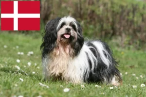 Lees meer over het artikel Lhasa Apso fokkers en pups in Denemarken
