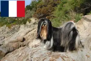 Lees meer over het artikel Lhasa Apso fokkers en pups in Frankrijk