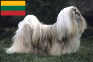 Lees meer over het artikel Lhasa Apso fokkers en pups in Litouwen