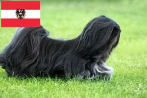 Lees meer over het artikel Lhasa Apso fokkers en pups in Oostenrijk