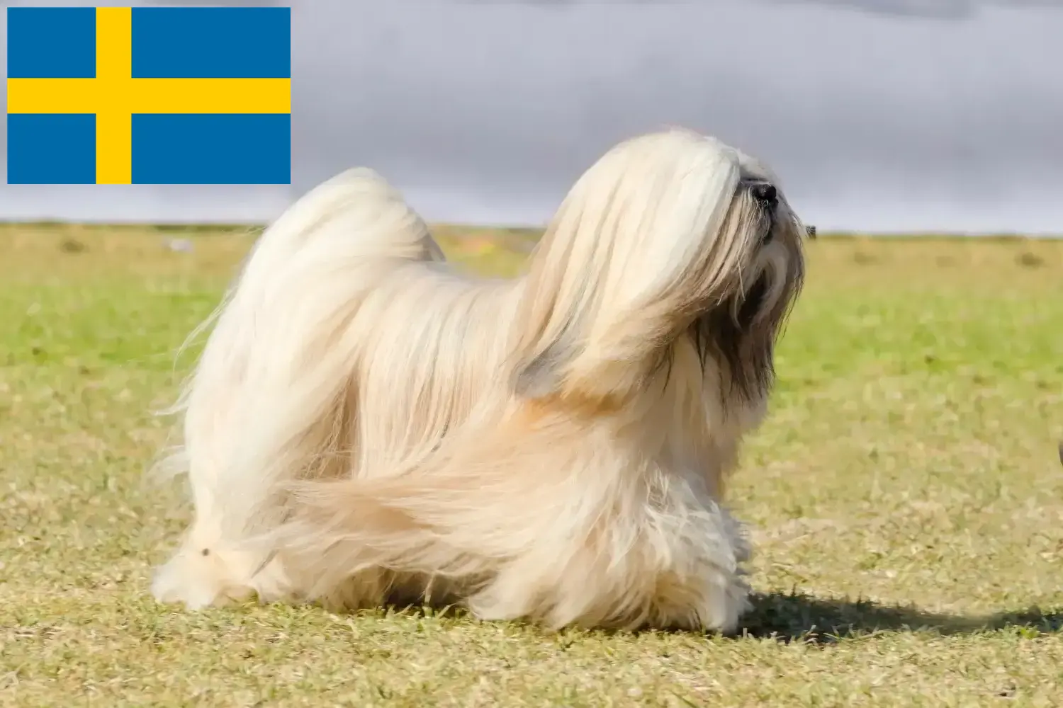 Lees meer over het artikel Lhasa Apso fokkers en pups in Zweden