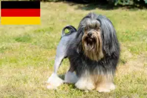 Lees meer over het artikel Löwchen fokkers en puppies in Duitsland