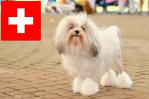 Lees meer over het artikel Löwchen fokkers en pups in Zwitserland