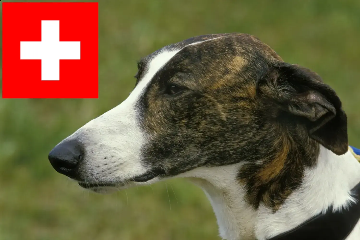 Magyar Agar puppy's en fokkers Zwitserland Hier vind je Magyar Agar fokkers in Zwitserland.