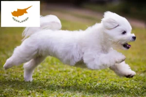Lees meer over het artikel Maltezer fokkers en pups in Cyprus