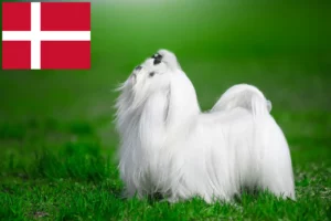 Lees meer over het artikel Maltezer fokkers en pups in Denemarken
