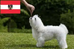 Lees meer over het artikel Maltezer fokkers en pups in Oostenrijk