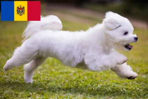 Lees meer over het artikel Maltezer fokkers en pups in de Republiek Moldavië