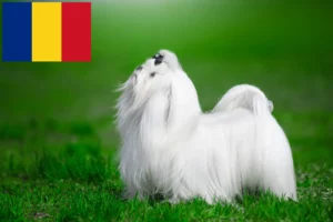 Lees meer over het artikel Maltezer fokkers en pups in Roemenië