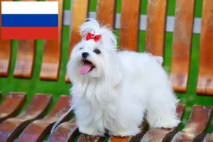 Lees meer over het artikel Maltezer fokkers en puppies in Rusland