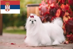 Lees meer over het artikel Maltezer fokkers en pups in Servië
