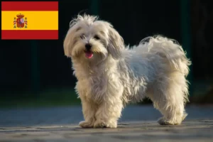 Lees meer over het artikel Maltezer fokkers en pups in Spanje