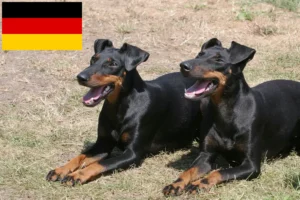 Lees meer over het artikel Manchester Terrier fokkers en pups in Duitsland
