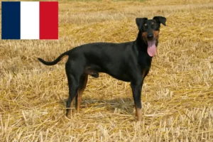 Lees meer over het artikel Manchester Terrier fokkers en pups in Frankrijk