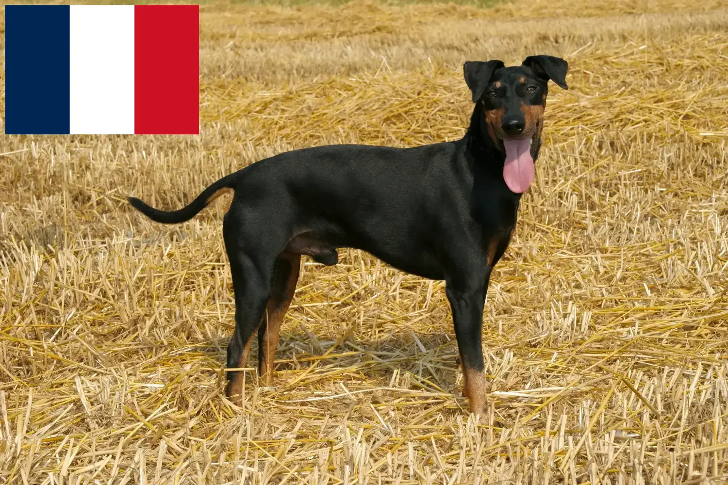 Manchester Terrier puppies en fokkers Frankrijk Vind hier Manchester Terrier fokkers in Frankrijk.