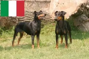 Lees meer over het artikel Manchester Terrier fokkers en pups in Italië