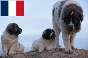 Lees meer over het artikel Mastín del Pirineo fokkers en pups in Frankrijk