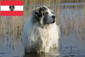 Lees meer over het artikel Mastín del Pirineo fokkers en pups in Oostenrijk