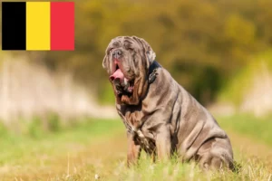Lees meer over het artikel Mastino Napoletano fokkers en pups in België