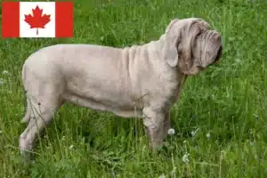 Lees meer over het artikel Mastino Napoletano fokkers en pups in Canada