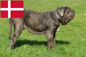 Lees meer over het artikel Mastino Napoletano fokkers en pups in Denemarken