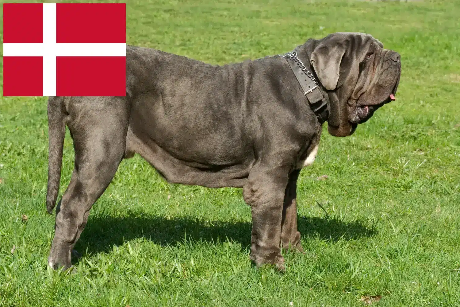 Mastino Napoletano pups en fokkers Denemarken Hier vind je Mastino Napoletanos fokkers in Denemarken.