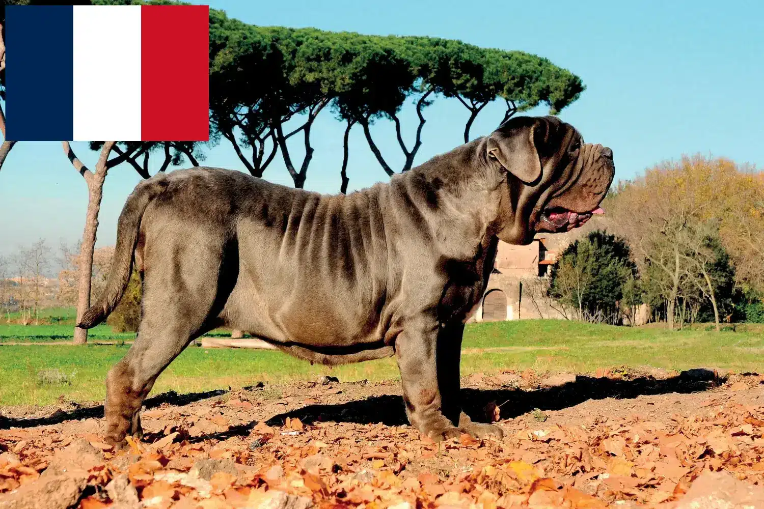 Mastino Napoletano pups en fokkers Frankrijk Hier vind je Mastino Napoletanos fokkers in Frankrijk.