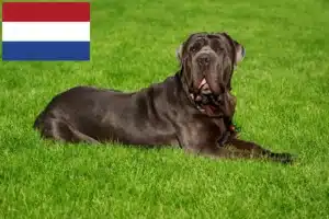 Lees meer over het artikel Mastino Napoletano fokkers en pups in Nederland