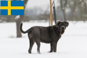 Lees meer over het artikel Mastino Napoletano fokkers en pups in Zweden