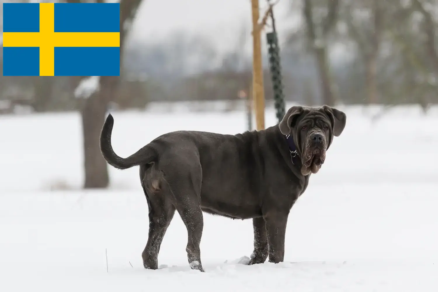 Lees meer over het artikel Mastino Napoletano fokkers en pups in Zweden