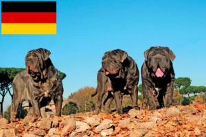 Lees meer over het artikel Mastino Napoletano fokkers en pups in Duitsland