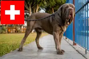 Lees meer over het artikel Mastino Napoletano fokkers en pups in Zwitserland
