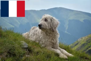 Lees meer over het artikel Mioritic fokkers en puppies in Frankrijk