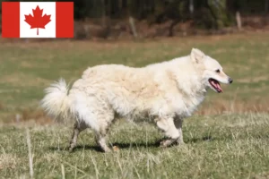 Lees meer over het artikel Mudi fokkers en pups in Canada