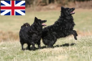 Lees meer over het artikel Mudi fokkers en pups in Groot-Brittannië