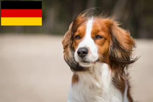 Lees meer over het artikel Nederlandse Kooikerhondje fokkers en pups in Duitsland