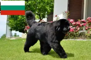 Lees meer over het artikel Newfoundland fokkers en pups in Bulgarije