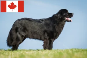 Lees meer over het artikel Newfoundland fokkers en pups in Canada