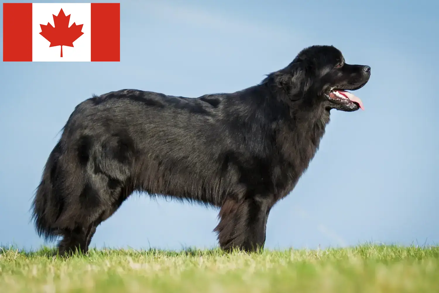 Lees meer over het artikel Newfoundland fokkers en pups in Canada