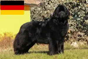 Lees meer over het artikel Newfoundland fokkers en pups in Duitsland