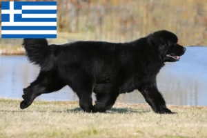 Lees meer over het artikel Newfoundland fokkers en pups in Griekenland