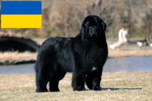 Lees meer over het artikel Newfoundland fokkers en pups in Oekraïne