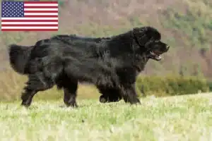 Lees meer over het artikel Newfoundland fokkers en pups in de VS